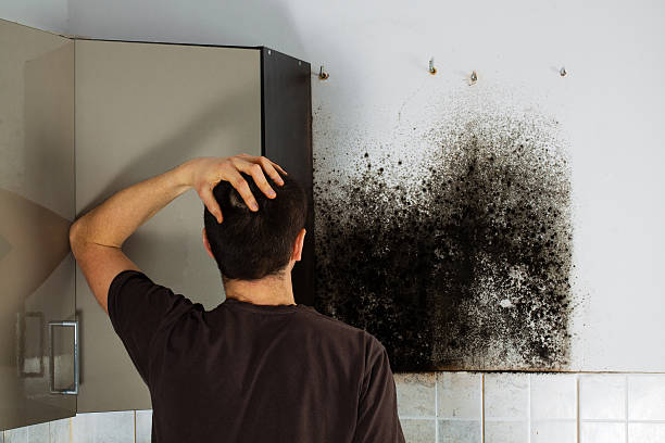 Best Post-Flood Mold Remediation in Lyndon, KY